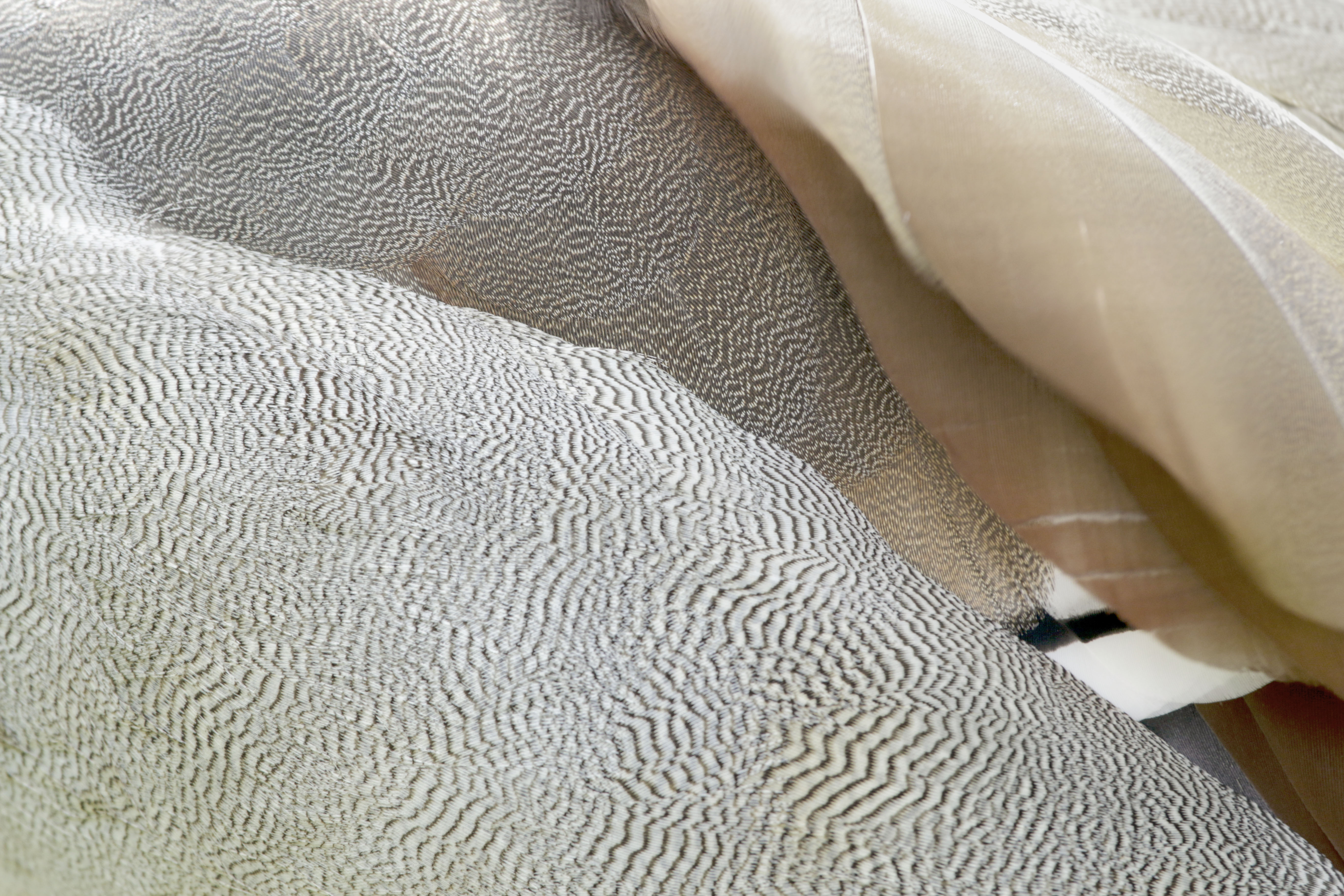 Ondulations de sable et voile soyeux aux tons nacrés